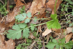 Geum vernum