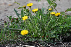 Taraxacum officinale