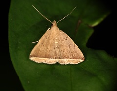 Lysimelia alstoni