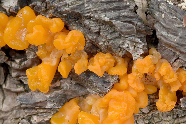 Dacrymyces