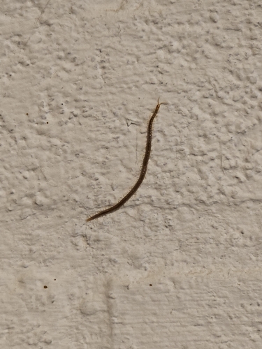Luminous Centipede, 9971 CT Ulrum, Nederland, photo 10 of 10