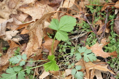 Geum vernum