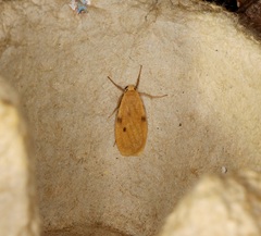 Paralithosia shaowuica