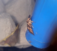 Saroba pustulifera