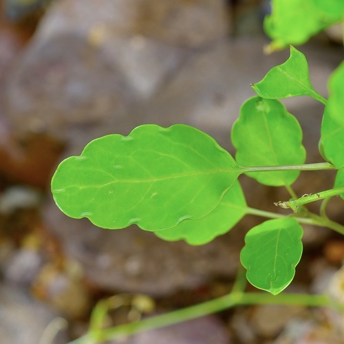 Porophyllum ruderale, photograph 3