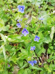 Veronica chamaedrys