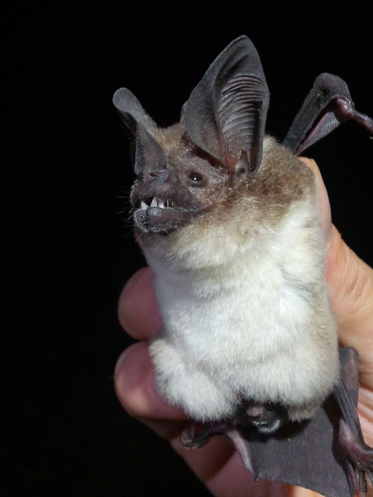 Carriker's Round-Eared Bat