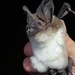 Carriker's Round-eared Bat - Photo (c) anjalikumar, some rights reserved (CC BY-NC)