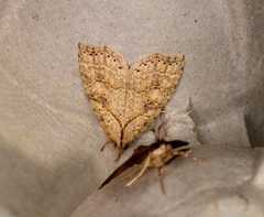 Olulis puncticinctalis