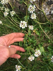 Cochlearia officinalis