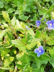 Veronica chamaedrys