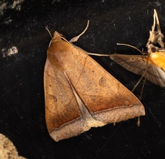 Ophiusa trapezium