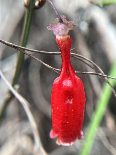 Halleria elliptica, photograph 3