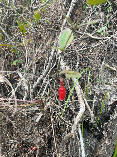 Halleria elliptica
