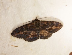 Anisoneura salebrosa