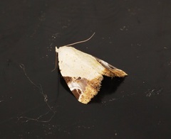 Pseudeustrotia semialba