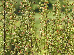 Scrophularia rubricaulis