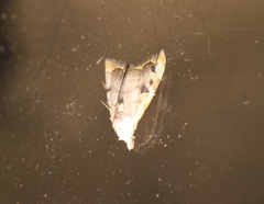 Nola marginata