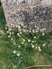 Cochlearia officinalis