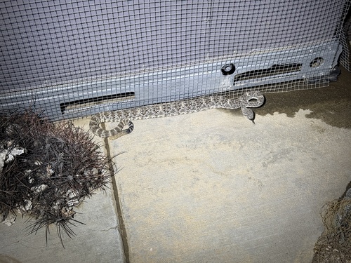 iNaturalist observation photo of Southwestern Speckled Rattlesnake