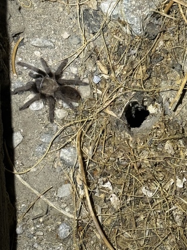 iNaturalist observation photo of California Ebony Tarantula