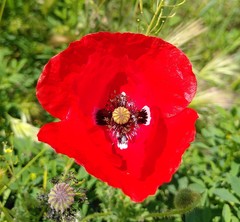 Papaver rhoeas