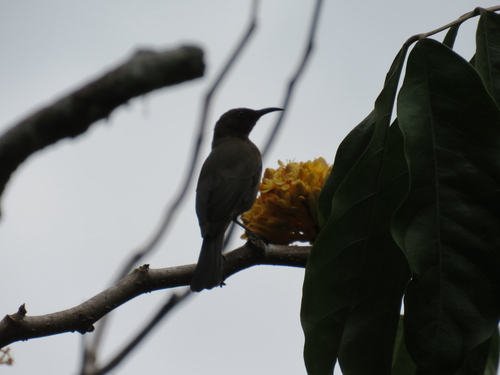 Dusky Myzomela (Myzomela obscura), photo 9