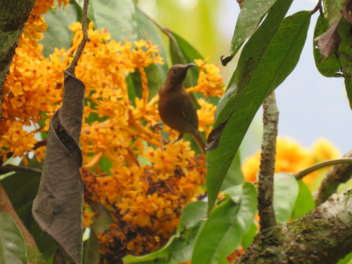 Dusky Myzomela (Myzomela obscura), photo 8