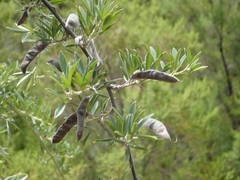 Chamaecytisus prolifer image