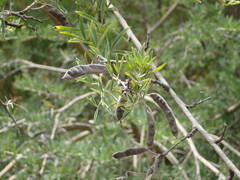 Chamaecytisus prolifer image