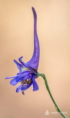 Delphinium gracile