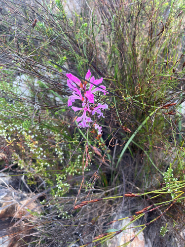 Tritoniopsis lata, photograph 6