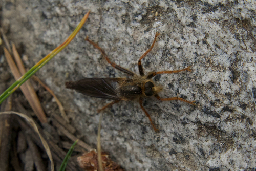 iNaturalist observation photo of Common Rusty Robber