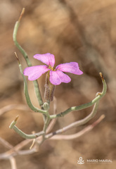 Malcolmia littorea