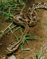 Crotalus simus