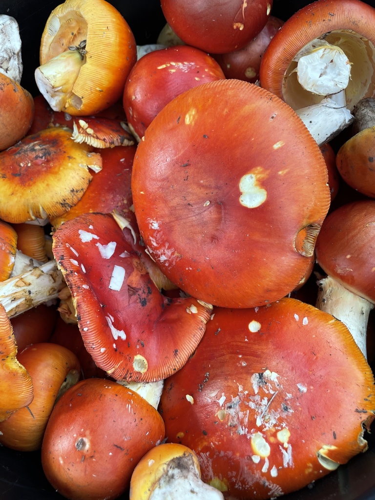 Bas' Caesar · July 2026 · photo: Photo: (c) Carlos Lozano-Flores, some rights reserved (CC BY) · iNaturalist