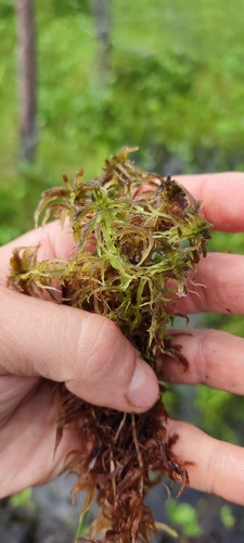 Sphagnum jensenii, 2026-06-22