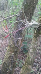 Tillandsia caput-medusae