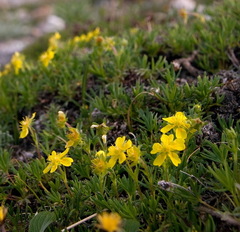 Potentilla biflora