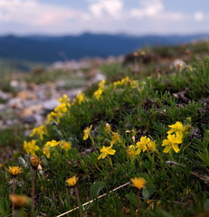 Potentilla biflora