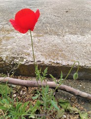 Papaver rhoeas