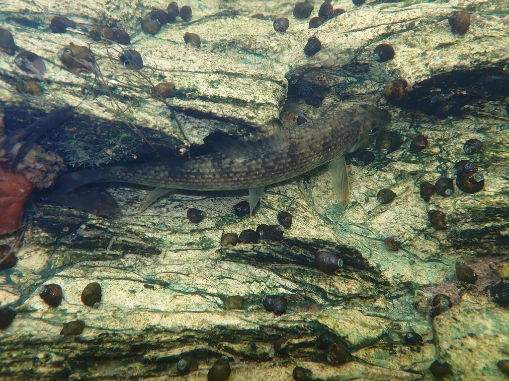 Black jumprock (Moxostoma cervinum) — Catostomidae