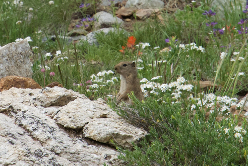 Belding's Ground Squirrel observed by tylernelsen