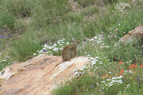 Belding's Ground Squirrel observed by tylernelsen