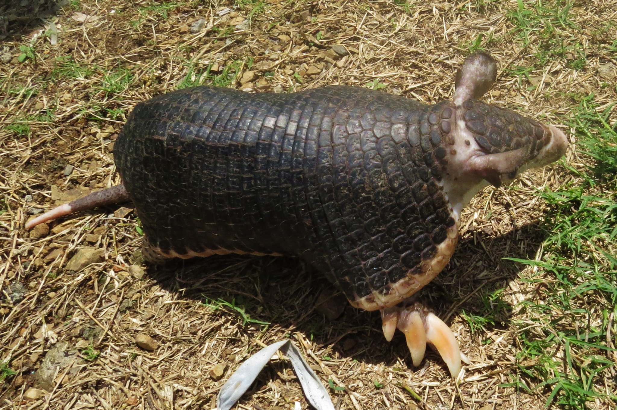 Imagenes de animales endemicos armadillo cola desnuda