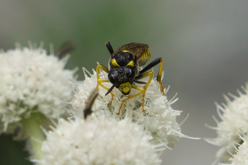 iNaturalist observation photo of Ants, Bees, Wasps, and Sawflies
