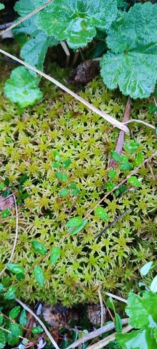 Sphagnum obtusum, 2026-06-26
