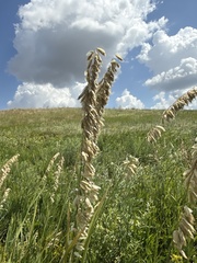 Melica altissima, photograph (c) Stanislav Murashkin, some rights reserved (CC BY)