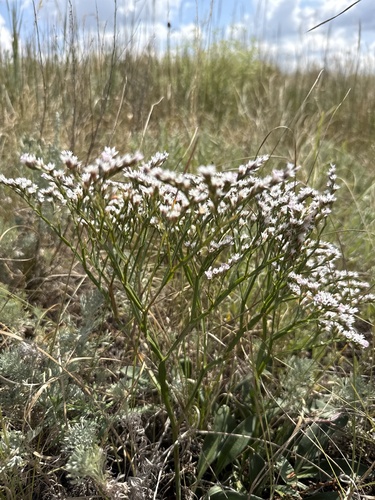 Goniolimon tataricum, photograph 6