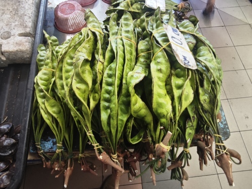 Parkia speciosa observed 2026-07-04